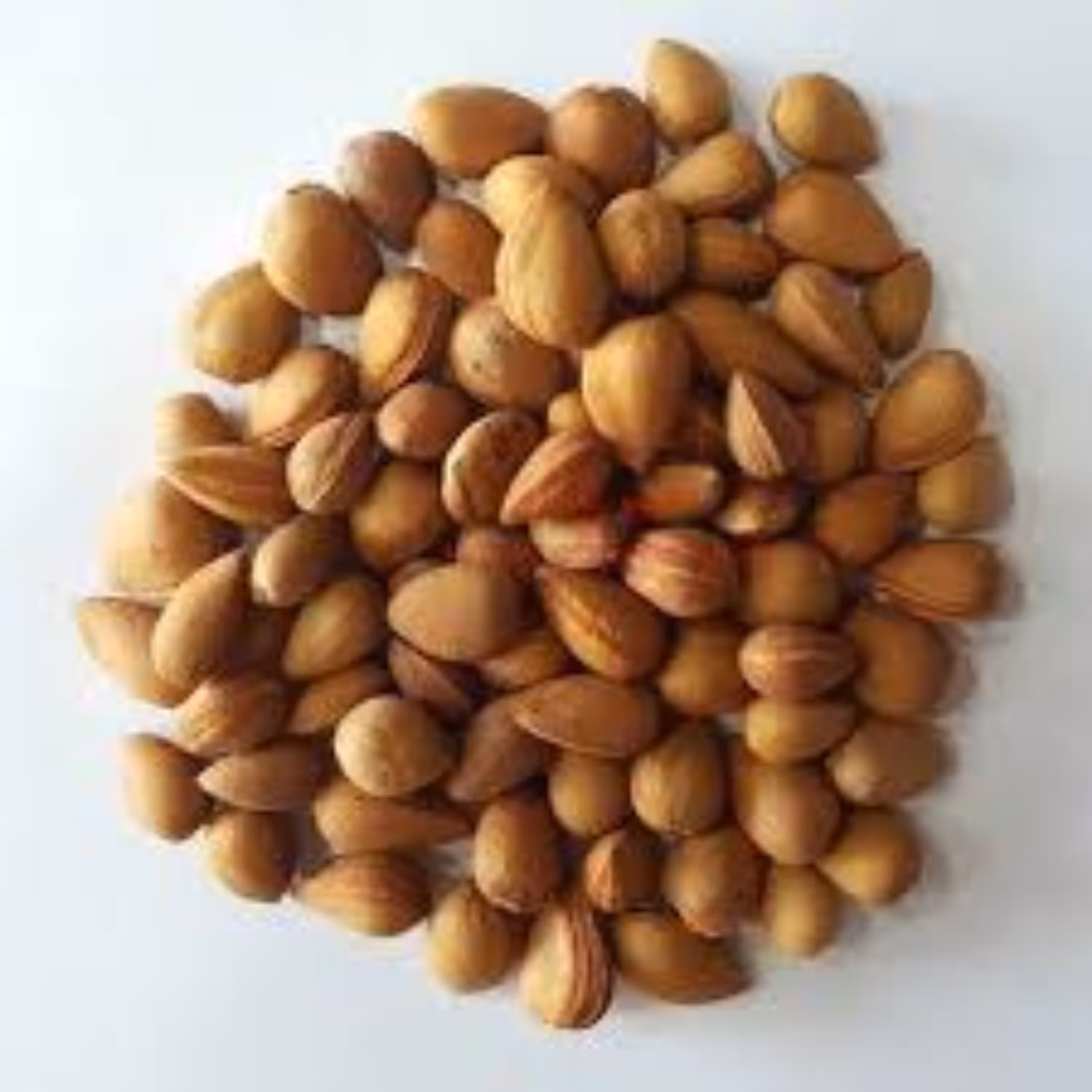 بذر درخت بادامک ( بادام کوهی) 10عددی