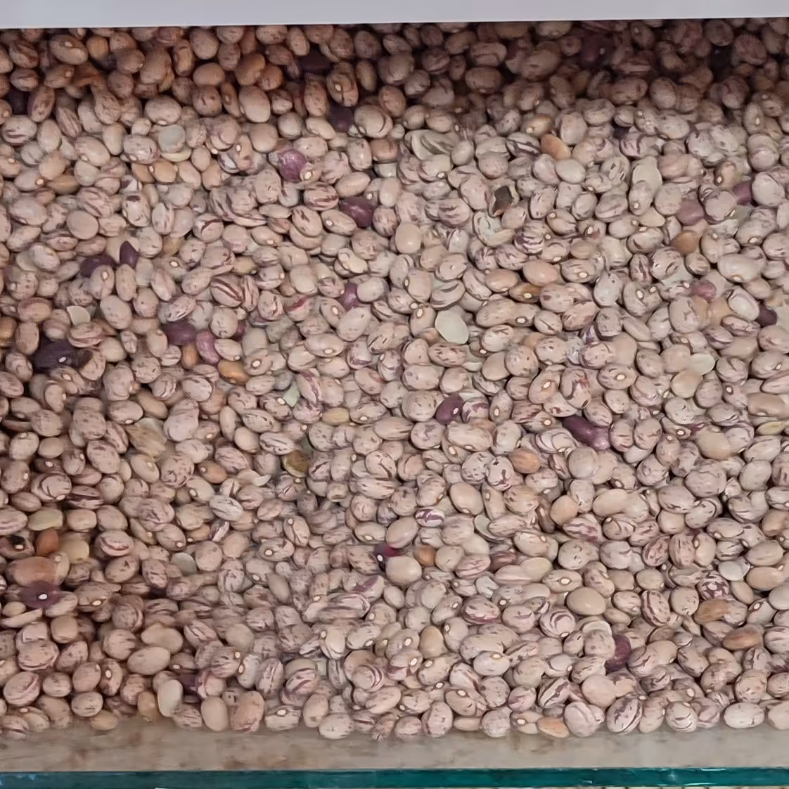 لوبیا چیتی بوجار اعلا (یک کیلویی)