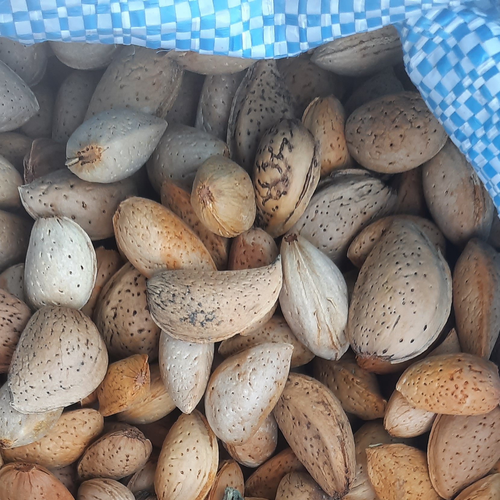 بادام درختی گلپایگان