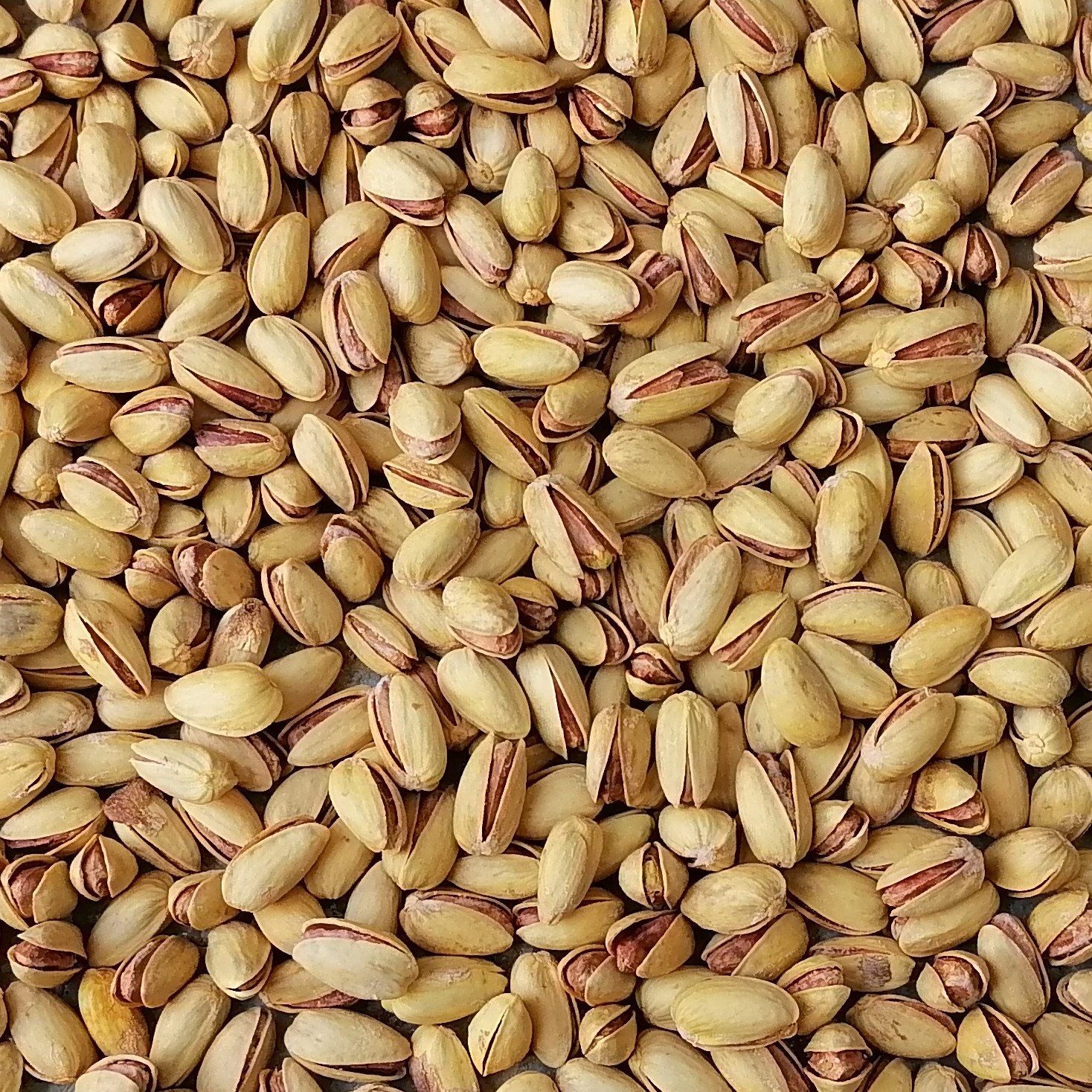 پسته اکبری دستچین اعلا شور (زعفرانی) 500 گرمی