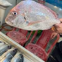 ماهی کخو (شانک صورتی)  صید روز قایق