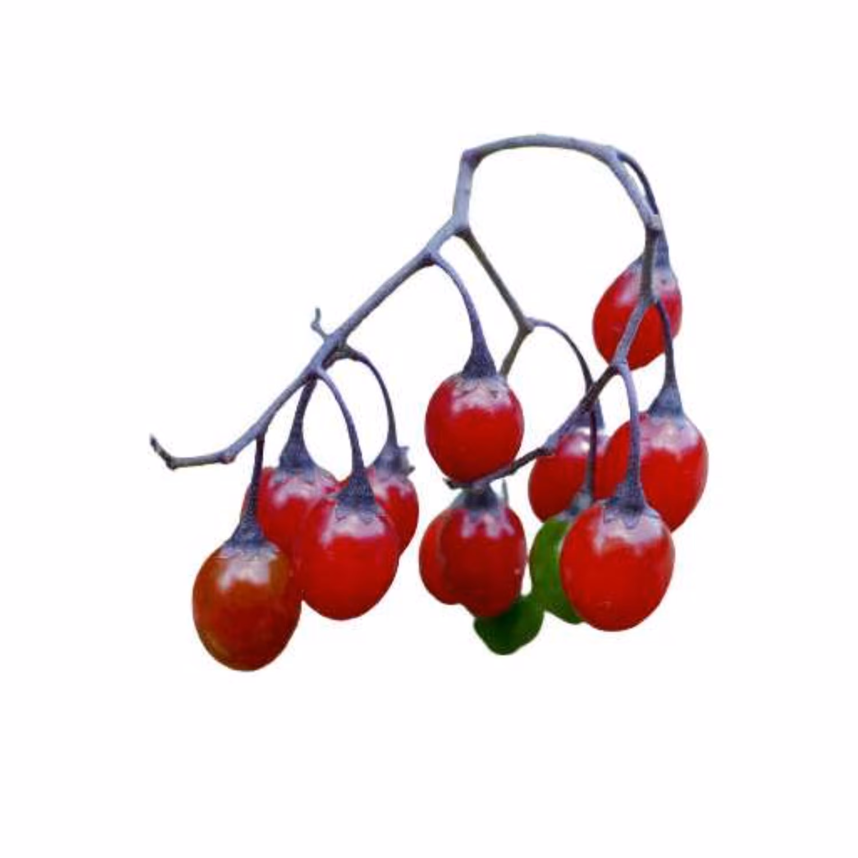 بذر تاجریزی  1 گرمی