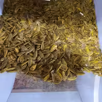 تخمه آفتابگردان با طعم گلپر اعلا (یک کیلویی)