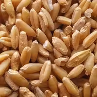 گندم تمیز اصطلاحا سمنویی یک کیلویی 