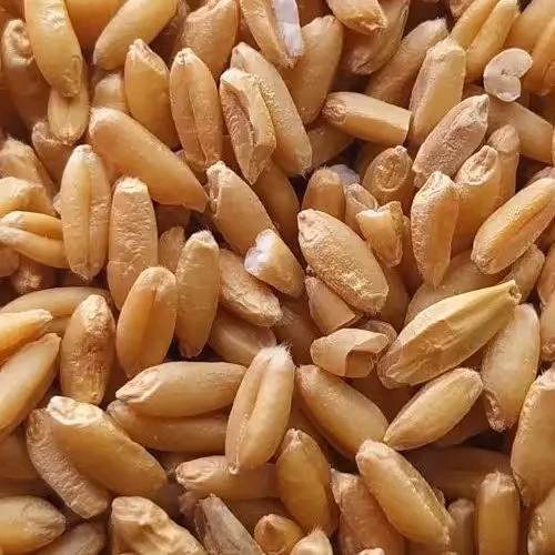 گندم تمیز اصطلاحا سمنویی یک کیلویی 