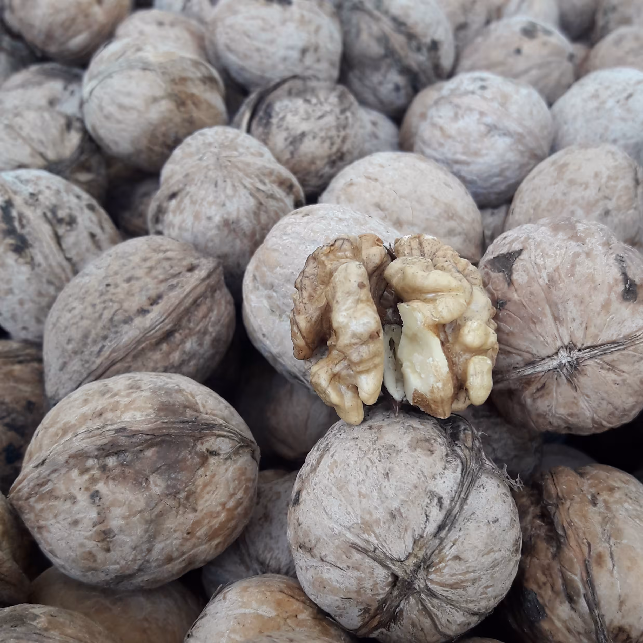 گردو  ایرانی