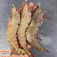 میگو عمده پانزده کیلویی  تازه دریایی