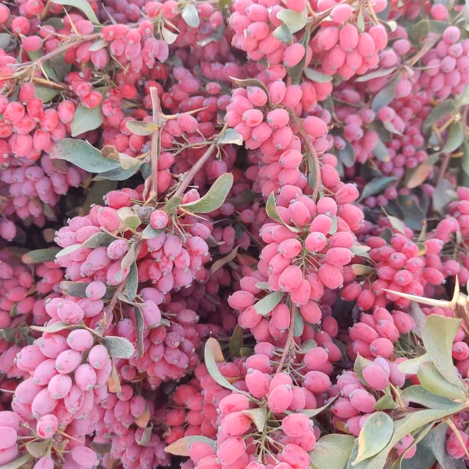 زرشک تازه امسالی رسید فروش بصورت شاخه خوشه دانه شده 