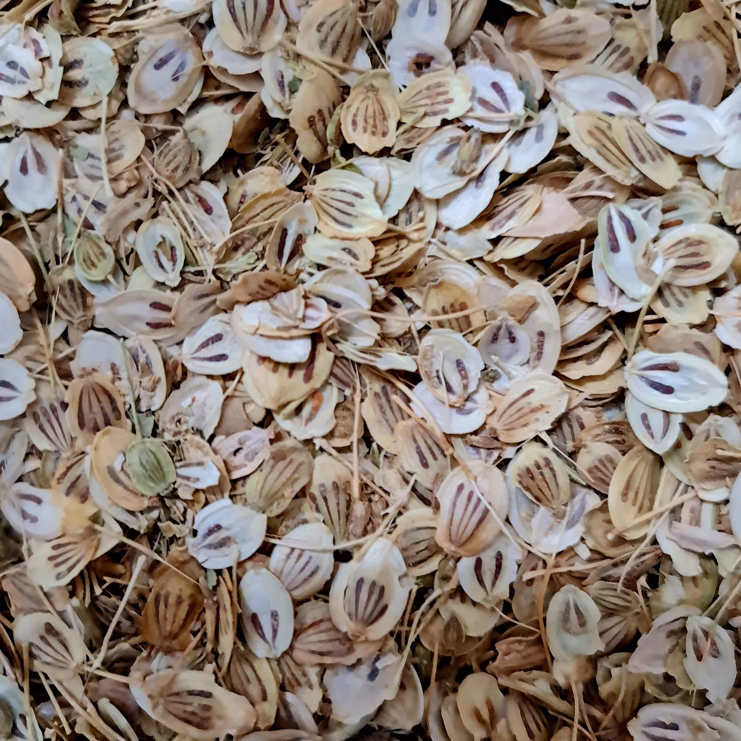 گلپر   200 گرمی