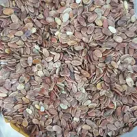 تخمه هندوانه محلی برشته