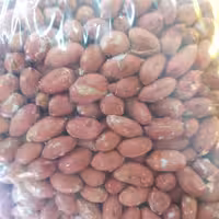 بادام زمینی تازه محصولی از آستانه ،ترد و خوشمزه بسیار با کیفیت و درشت