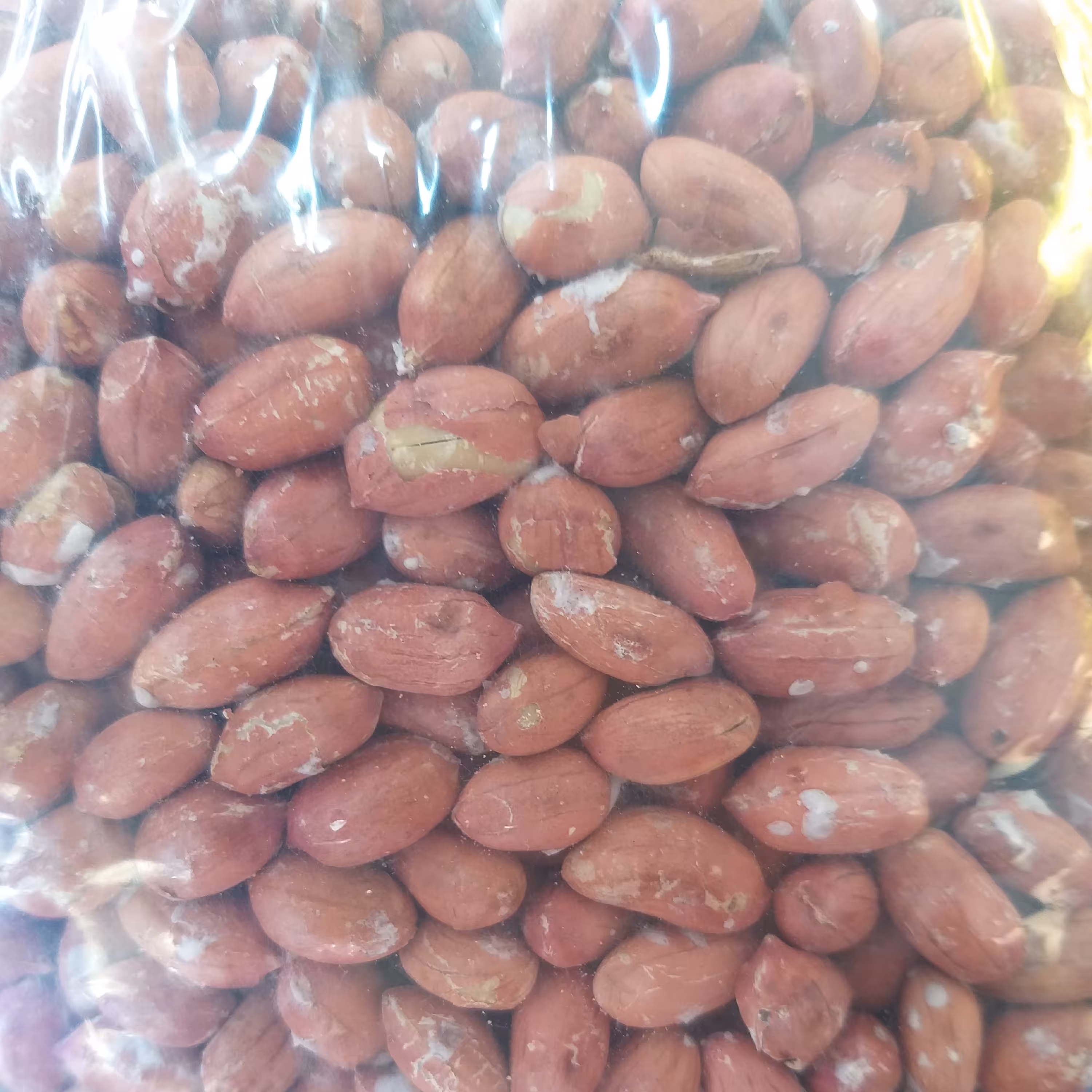 بادام زمینی تازه محصولی از آستانه ،ترد و خوشمزه بسیار با کیفیت و درشت