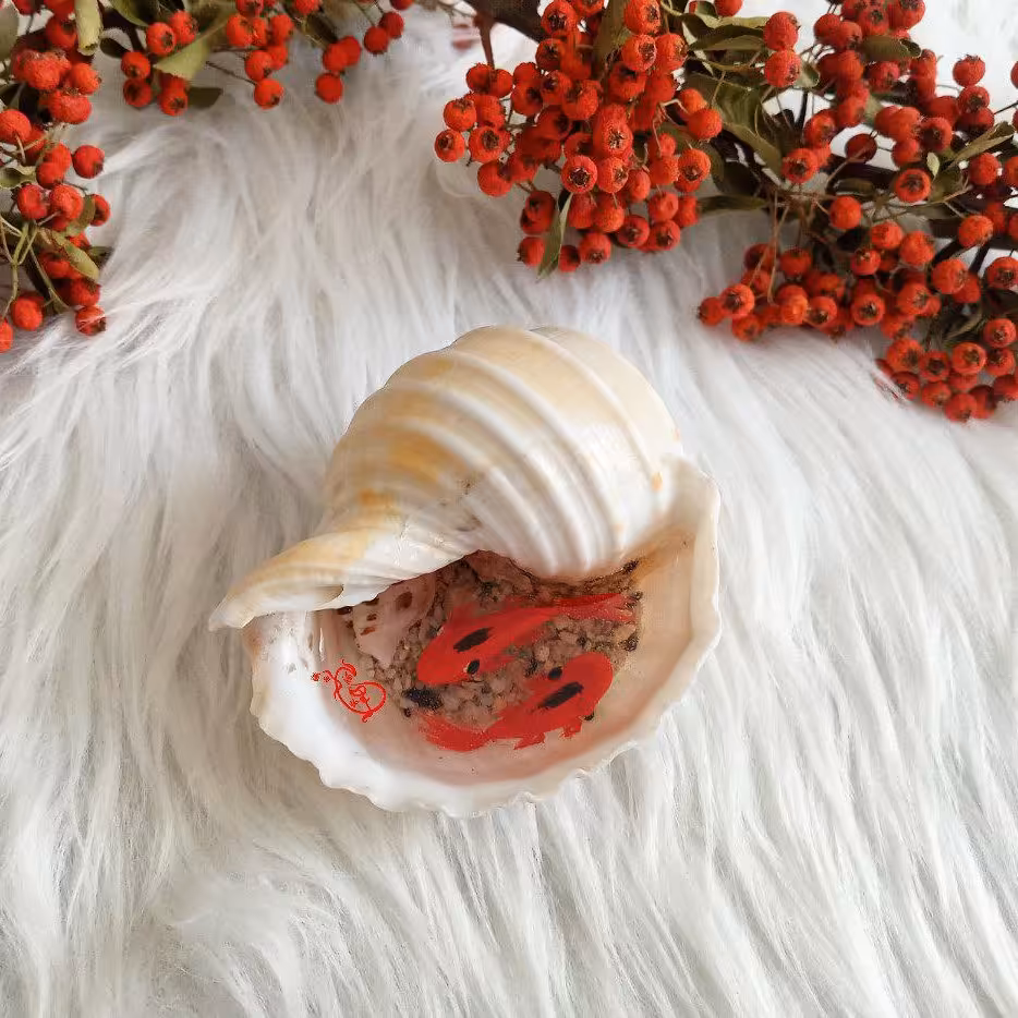 ماهی رزینی صدف طبیعی