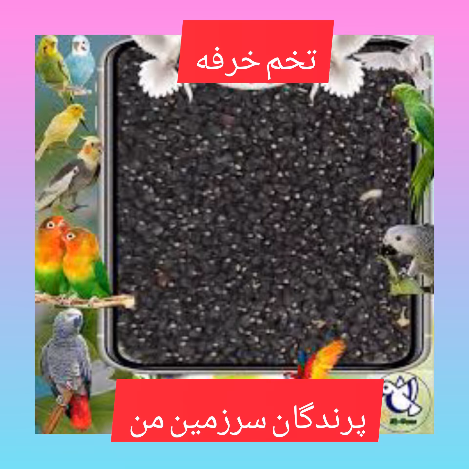 تخم خرفه 130گرمی درجه یک  