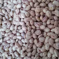 لوبیا چیتی دستچین امسالی خوشپخت به شرط پزا ( تمیز و پاک شده)