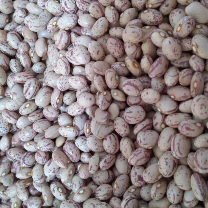 لوبیا چیتی دستچین امسالی خوشپخت به شرط پزا ( تمیز و پاک شده)