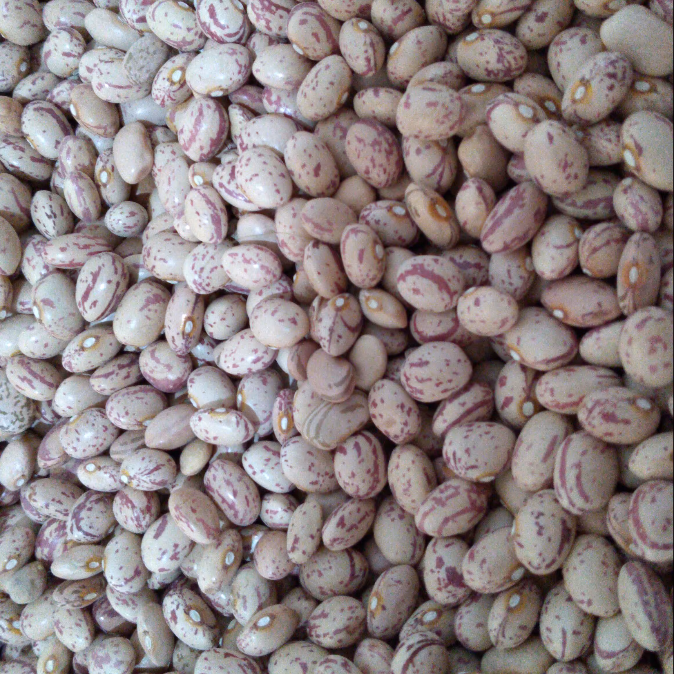 لوبیا چیتی دستچین امسالی خوشپخت به شرط پزا ( تمیز و پاک شده)