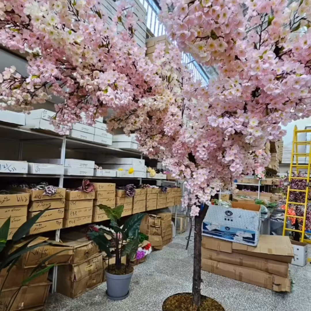 درخت شکوفه صورتی ارتفاع دو متر  تنه طبیعی