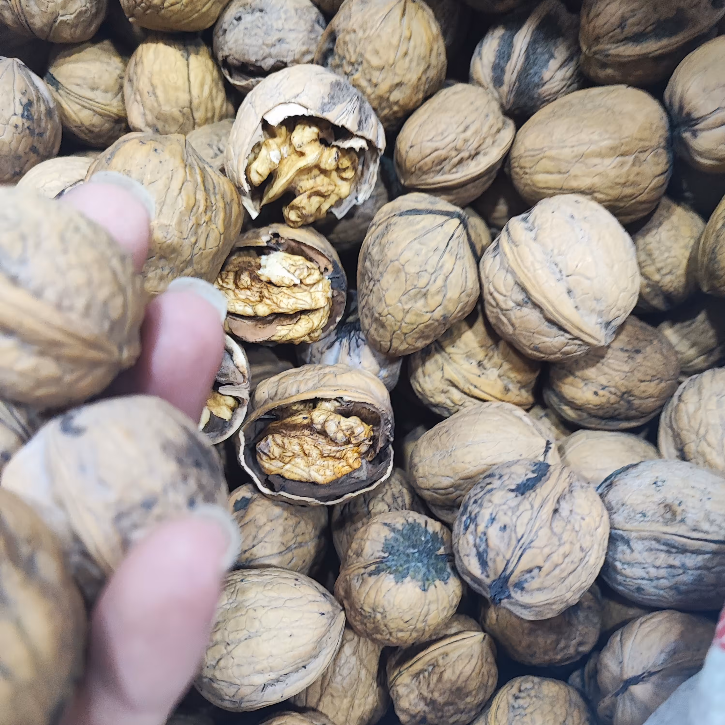 گردو درجه یک پوست نازک بروجرد نیم کیلو 