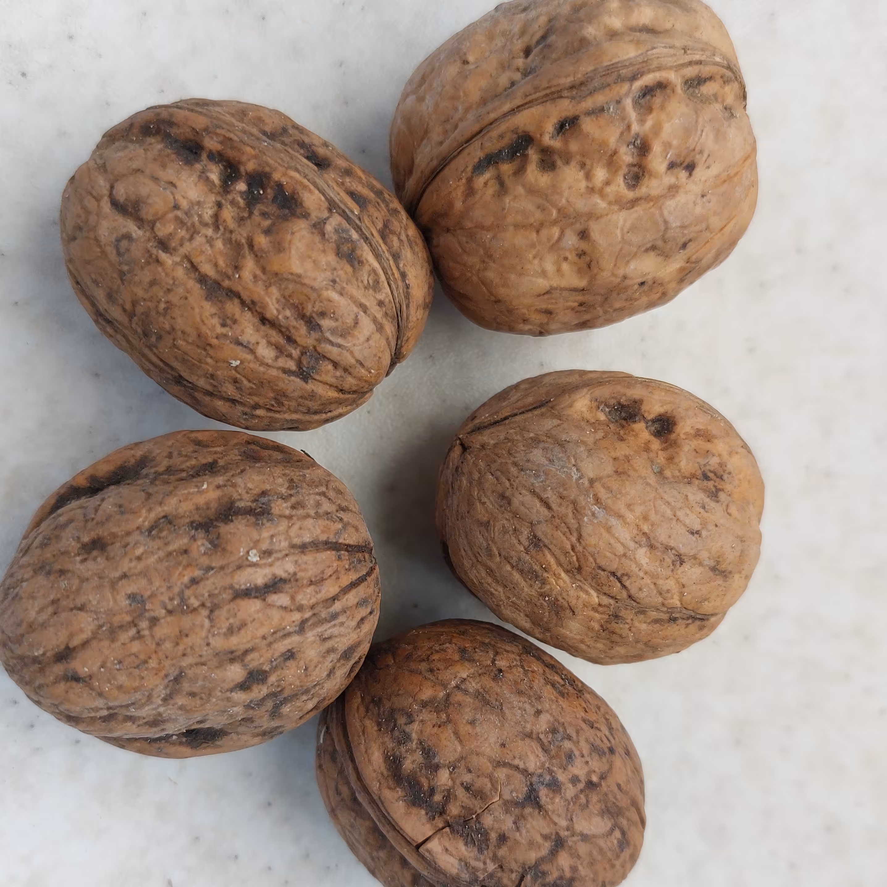 گردو کاغذی درجه یک خارجی 