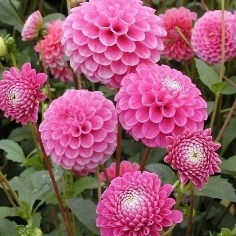 پیاز گل کوکب غده گل یک عددی هلندی درشت F1وارداتی ارسال رنگ صورتی