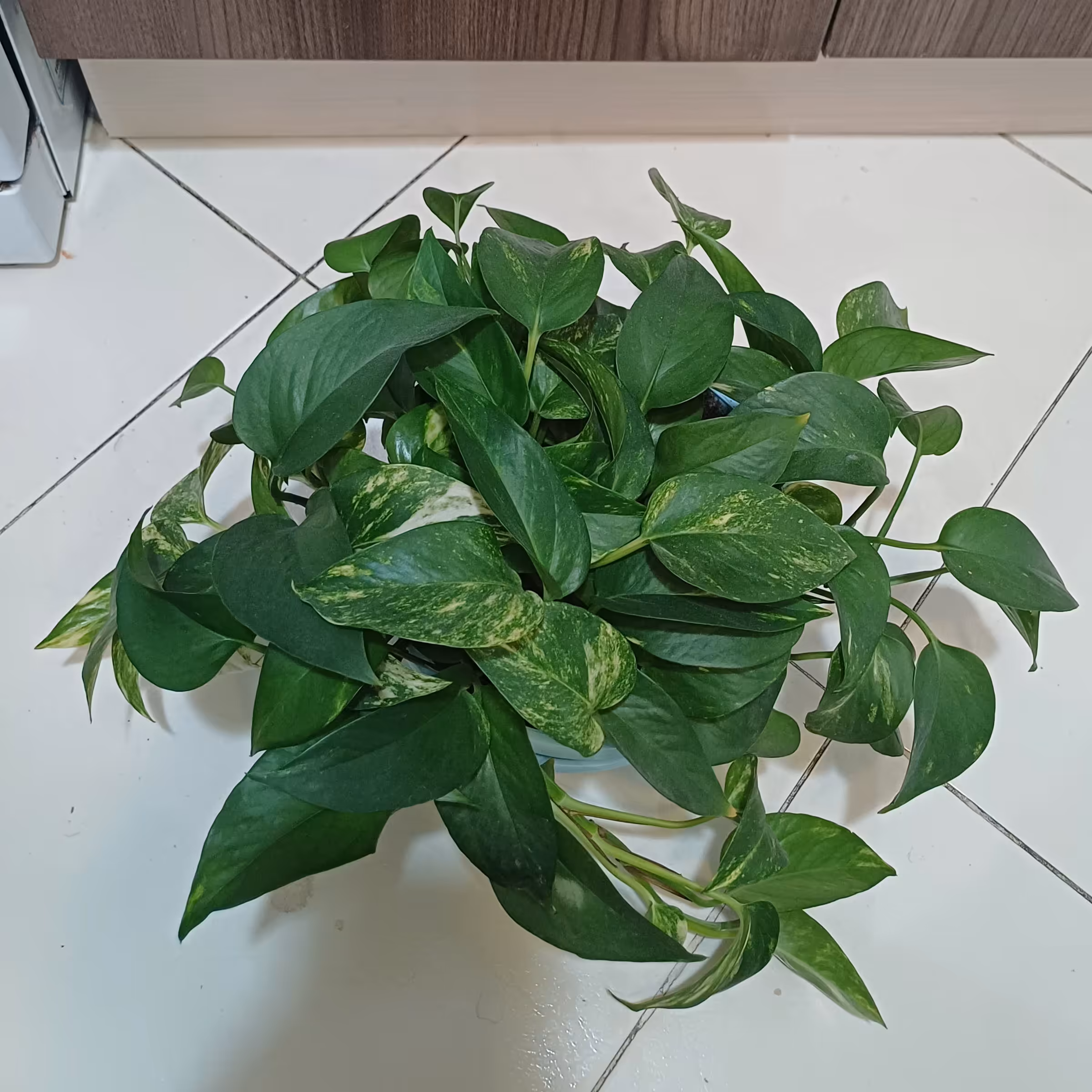 پتوس ابلق و ساده،گلدان آبی رنگ،چسبیده به زیر گلدانی (پس کرایه)