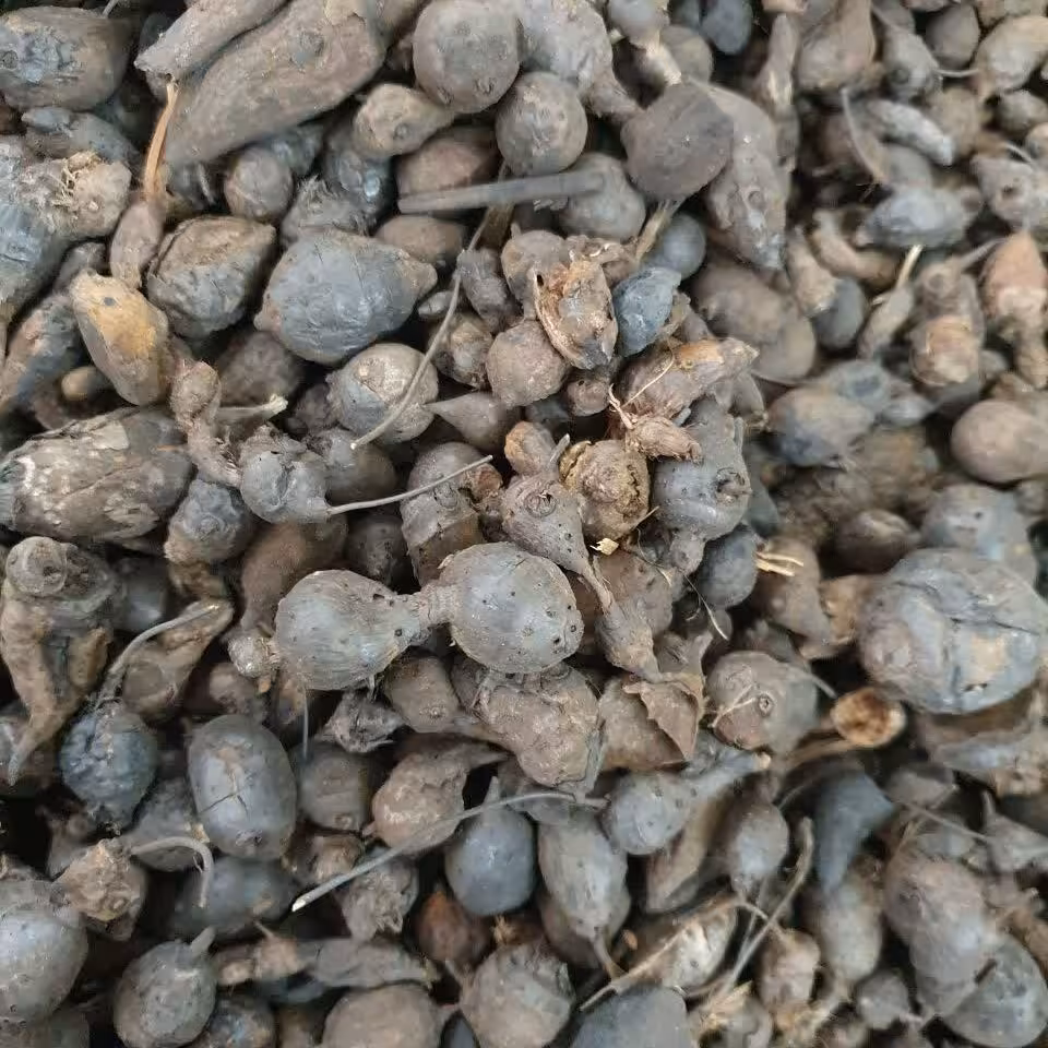 سعد کوفی - 500 گرم