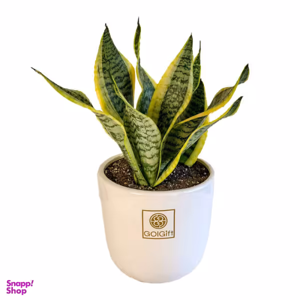 گیاه طبیعی سانسوریا کراواتی ابلق گل گیفت کد GP003