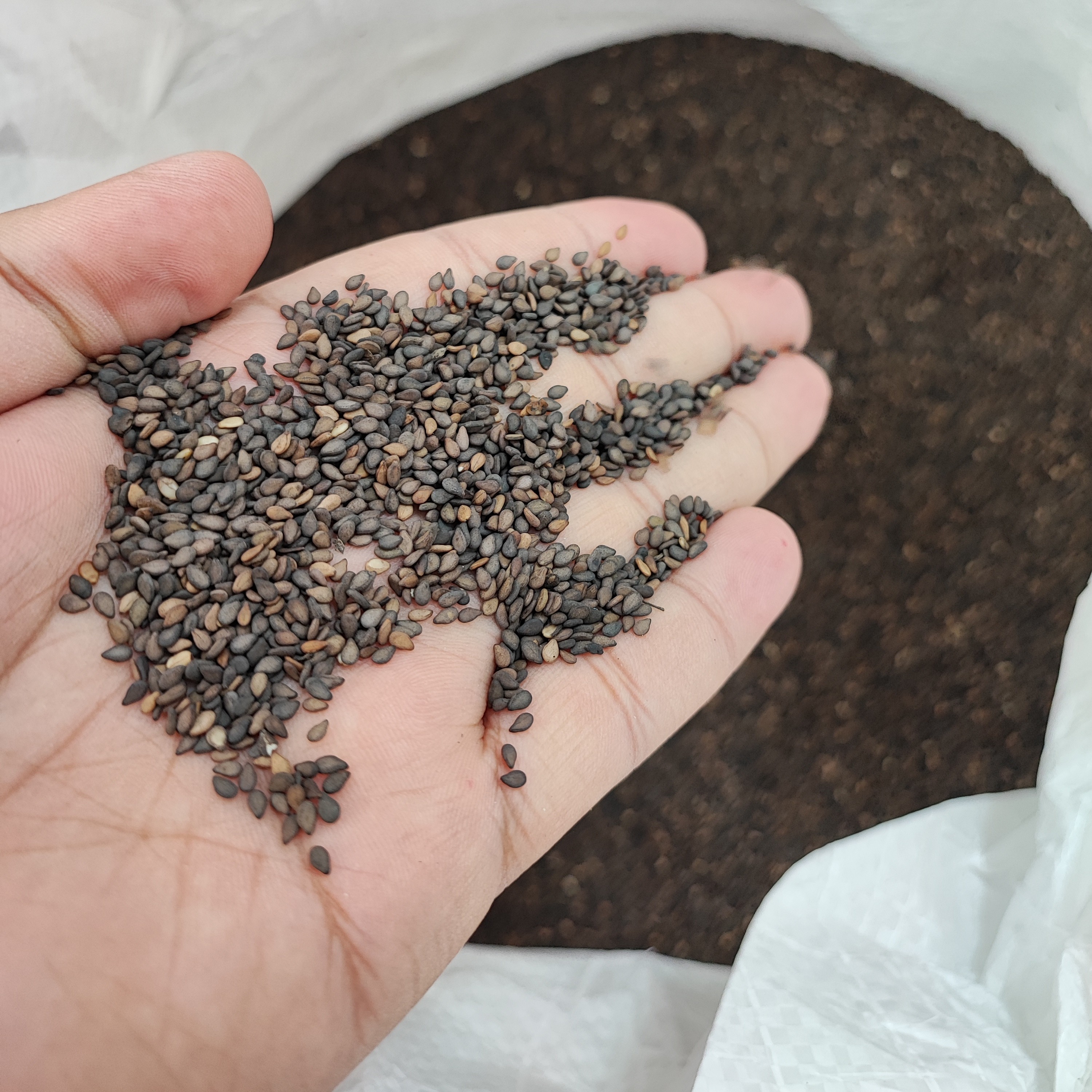 کنجد نانوایی 