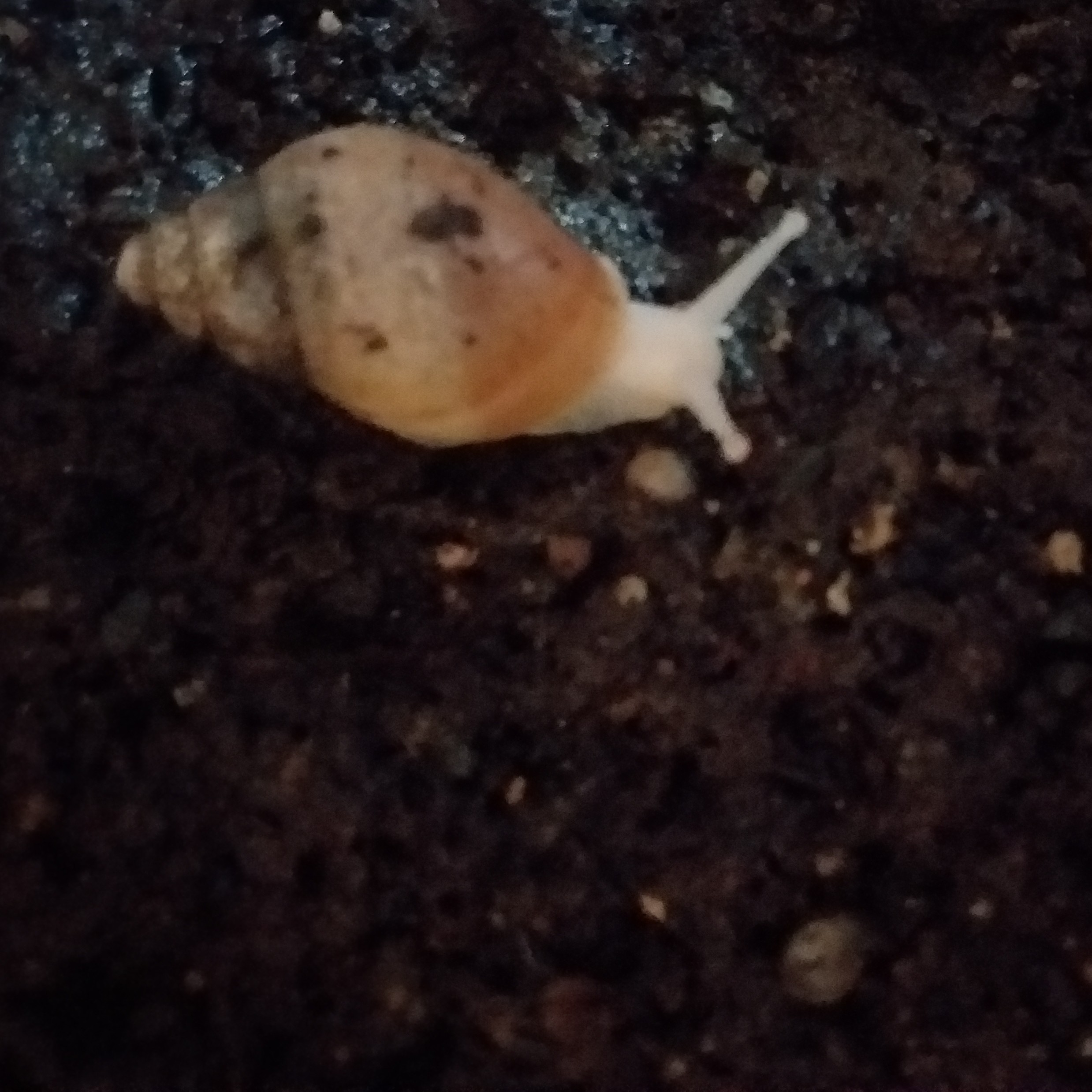 خرید حلزون مولد کلاژن ساز  آلبینو 