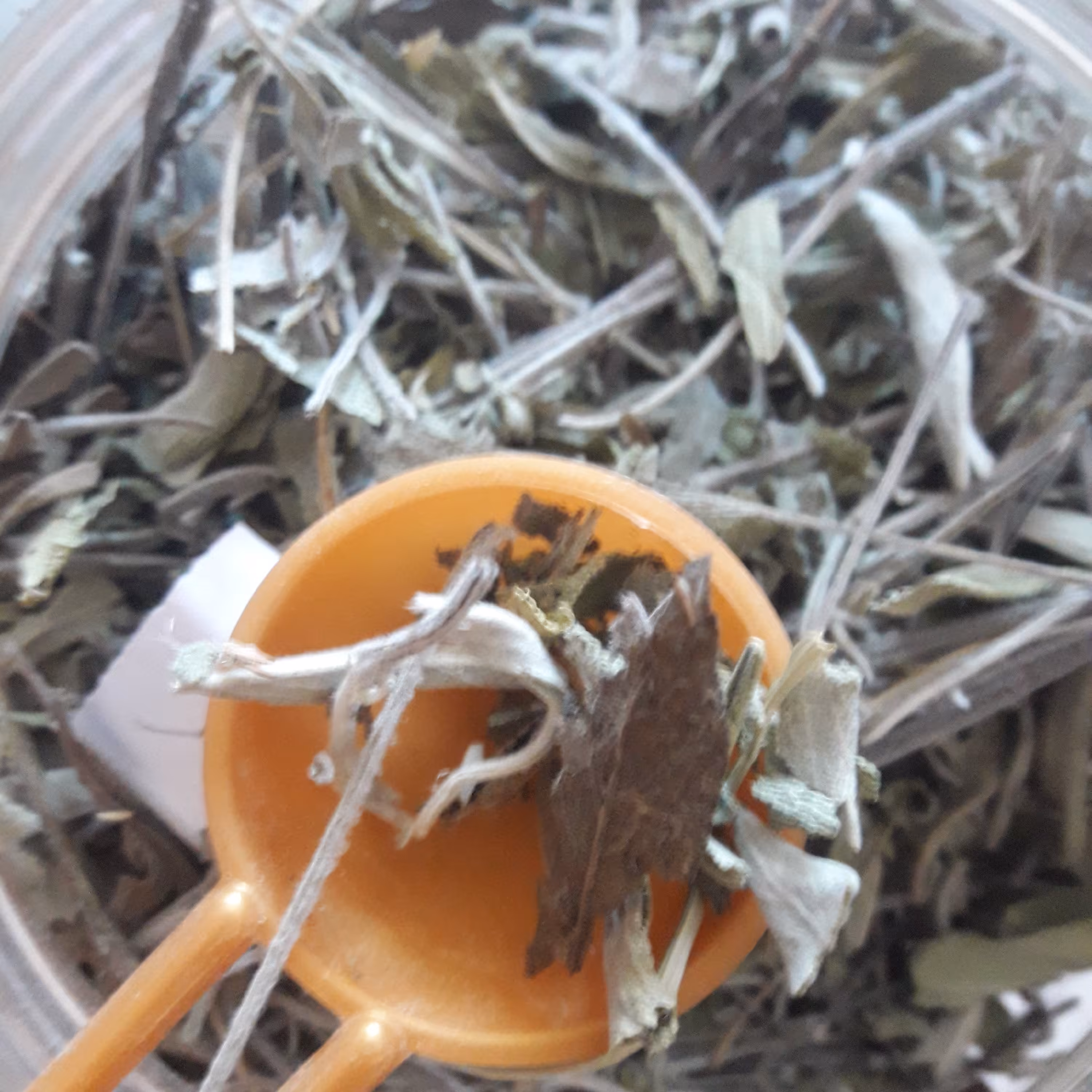 گیاه مریم گلی خشک شده(بسته 100 گرمی)