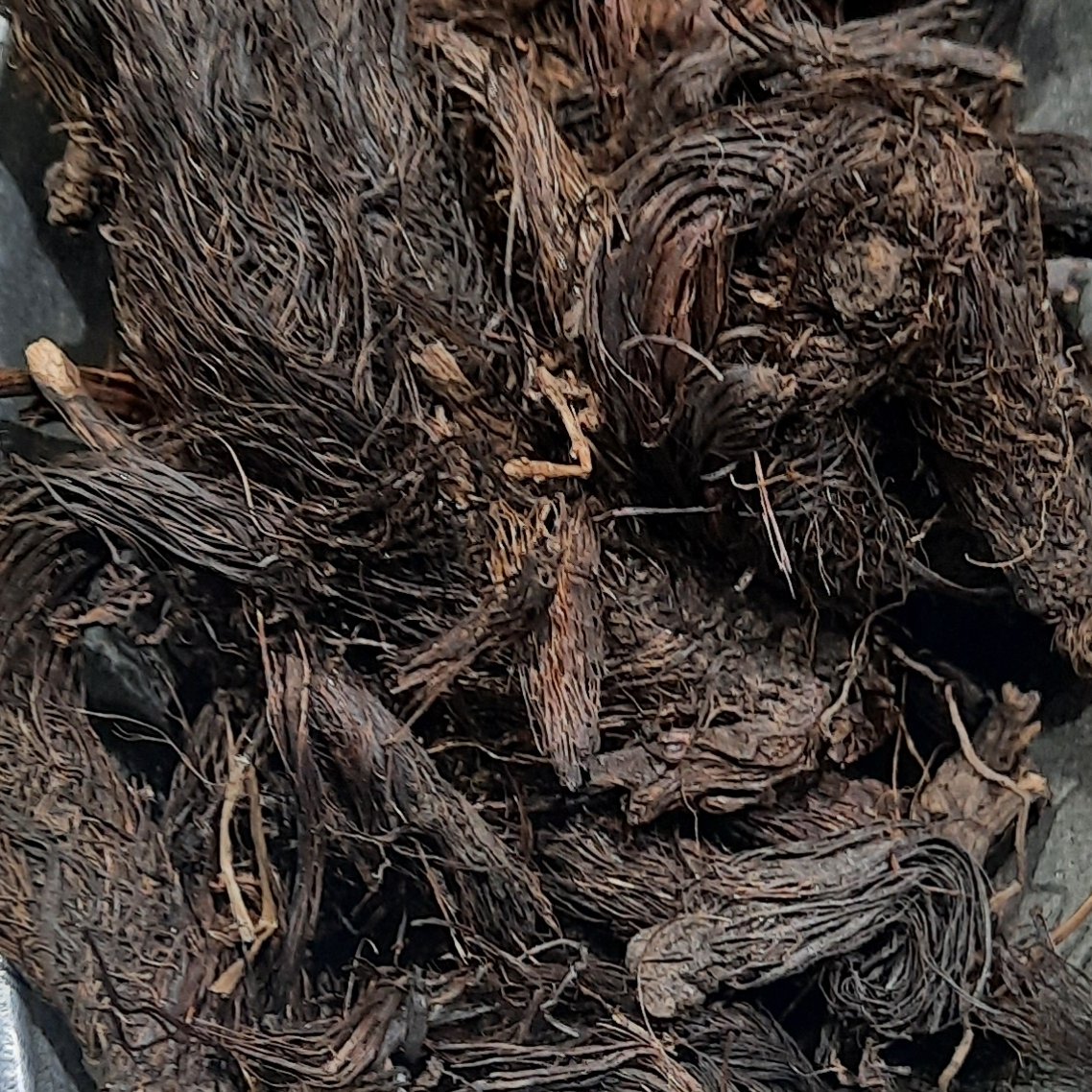 سنبل الطیب