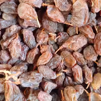 5 کیلو مویز محلی ملایر 1401 بدون یک عدد خرابی کیفیت خیلی خیلی عالی گوشتی درجه یک کیلو 