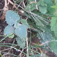 پونه کوهی دامنه های کوه سبلان نام ترکی یارپوز