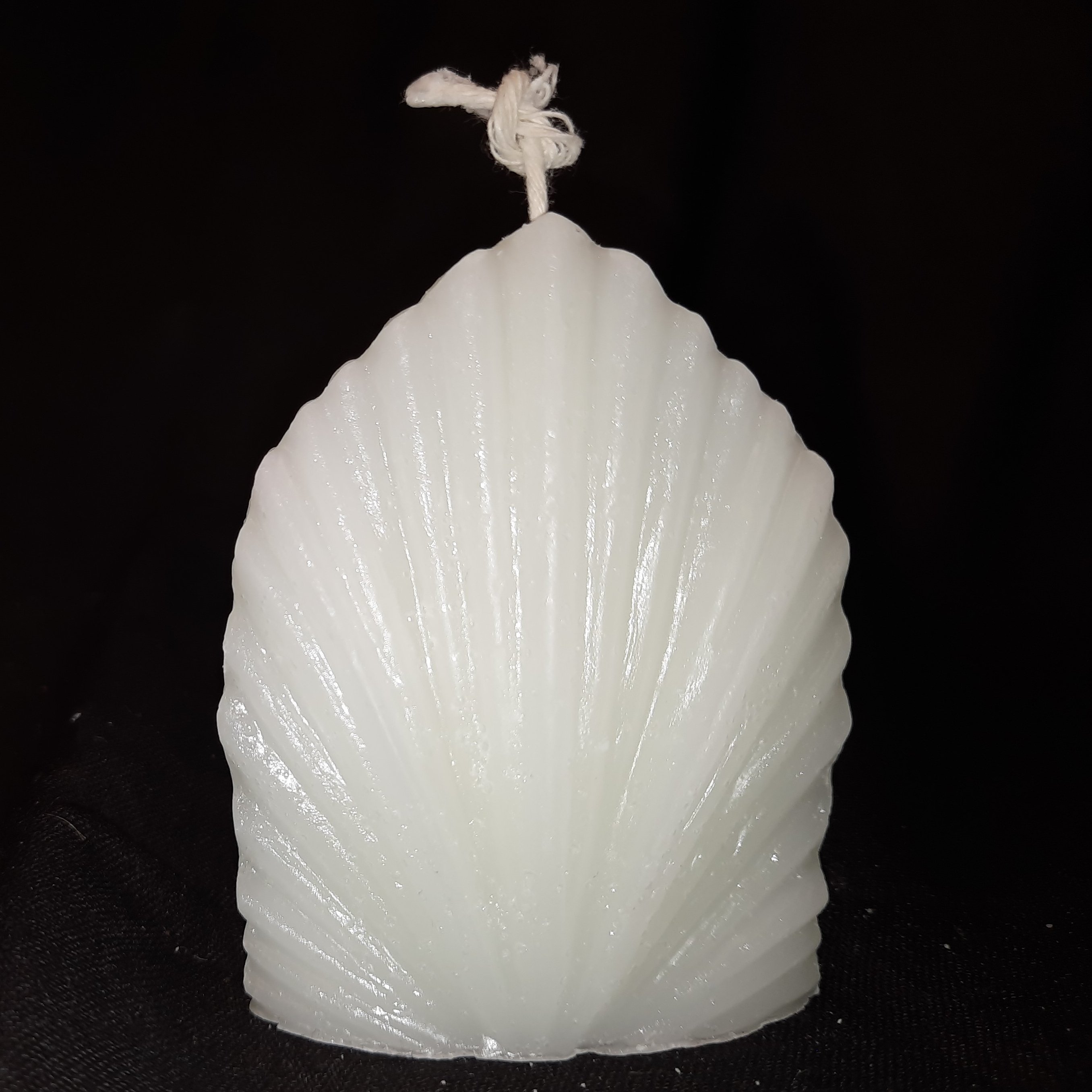 شمع صدف بادبزنی( انواع رنگ ها،ارتفاع 8)