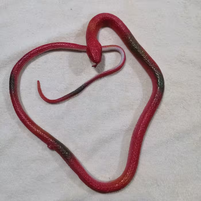 مار   ژله ای پلاستیکی اسباب بازی