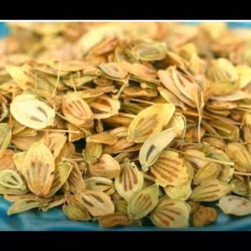 گلپر  تازه و درجه یک(250گرم)