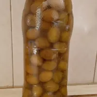 زیتون خانگی