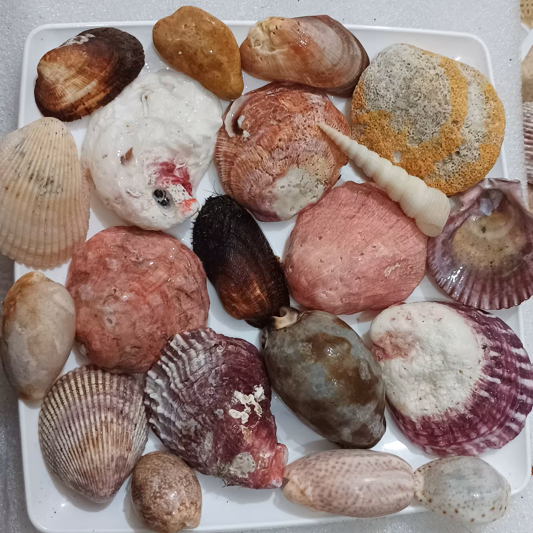 کد 210 پکی زیبا شامل چند مدل صدف با سایز متوسط مناسب کارهای هنری و عکاسی