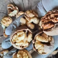 گردوی با پوست کاغذی دستچین یک کیلویی (900 گرم خالص)