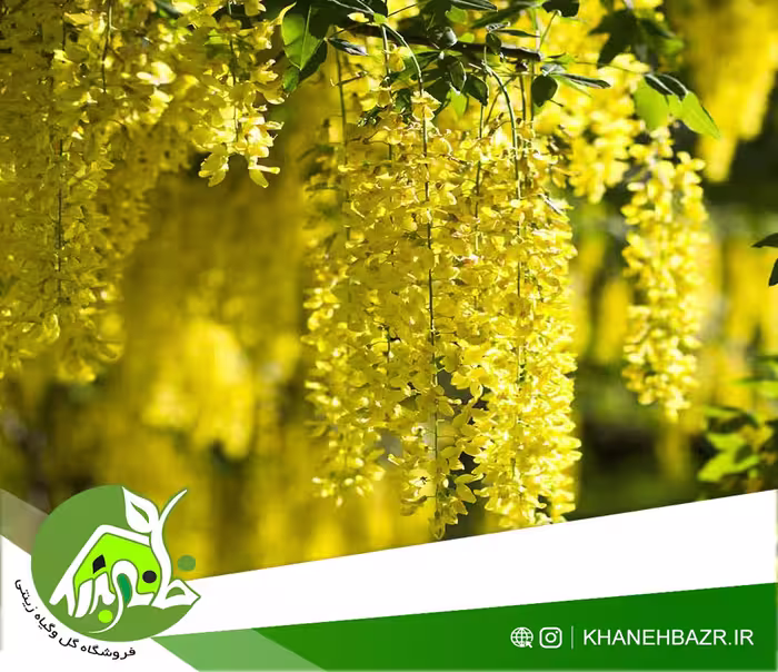 بذر درخت پروانه 5 عدد - خانه بذر | فروشگاه بذر وارداتی گل و گیاه زینتی 1404