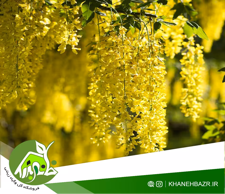 بذر درخت پروانه 5 عدد - خانه بذر | فروشگاه بذر وارداتی گل و گیاه زینتی 1404
