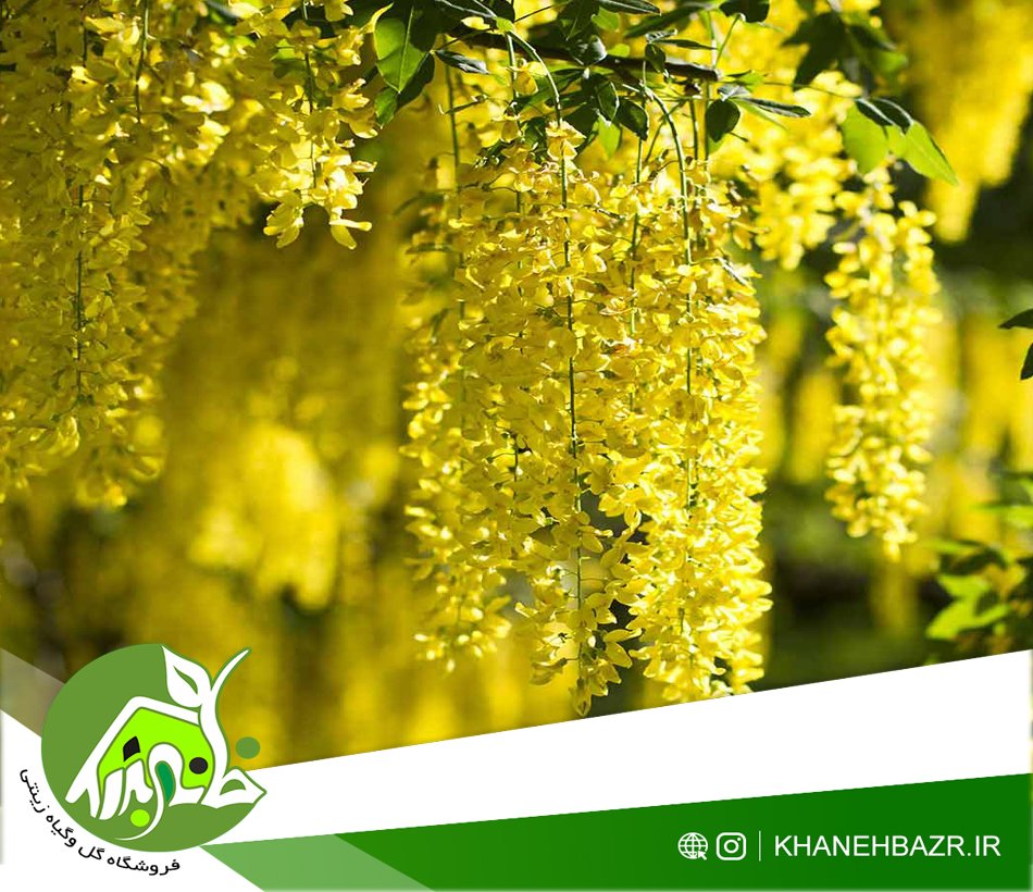 بذر درخت پروانه 5 عدد - خانه بذر | فروشگاه بذر وارداتی گل و گیاه زینتی 1404