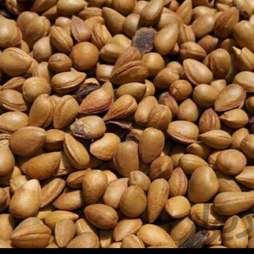 بادام کوهی یا الوک 5 کیلو جع آوری از کوهستان های زاگرس