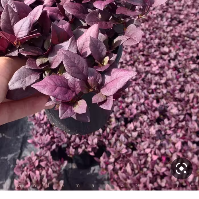بذر گل آشلانتوس