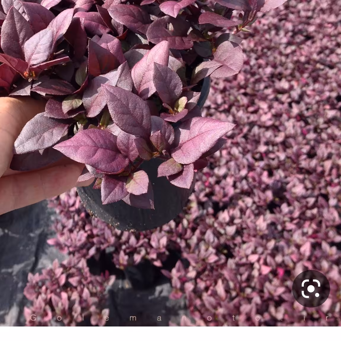 بذر گل آشلانتوس