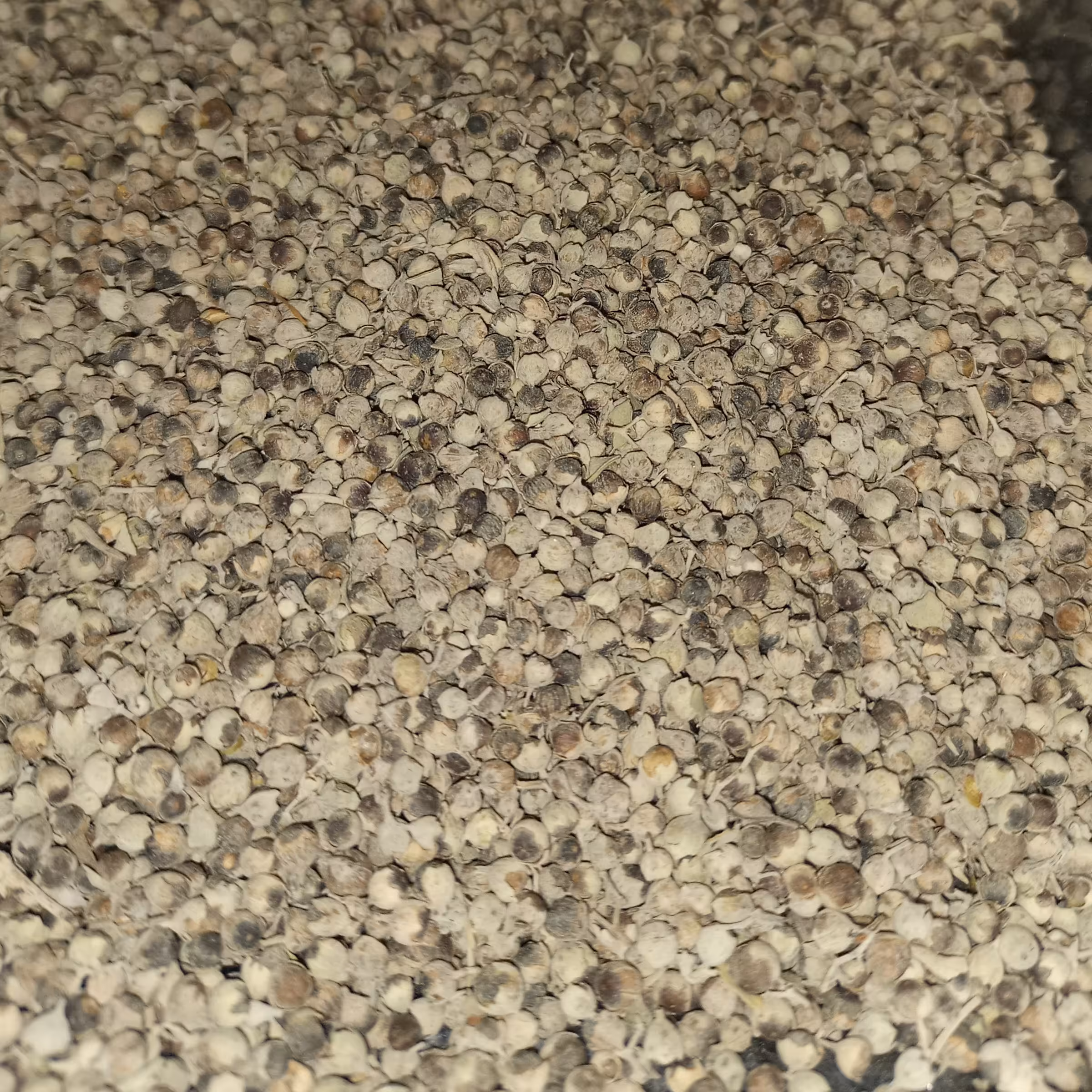 گیاه پنج انگشتی 100 گرمی ( عطاری فاطر )