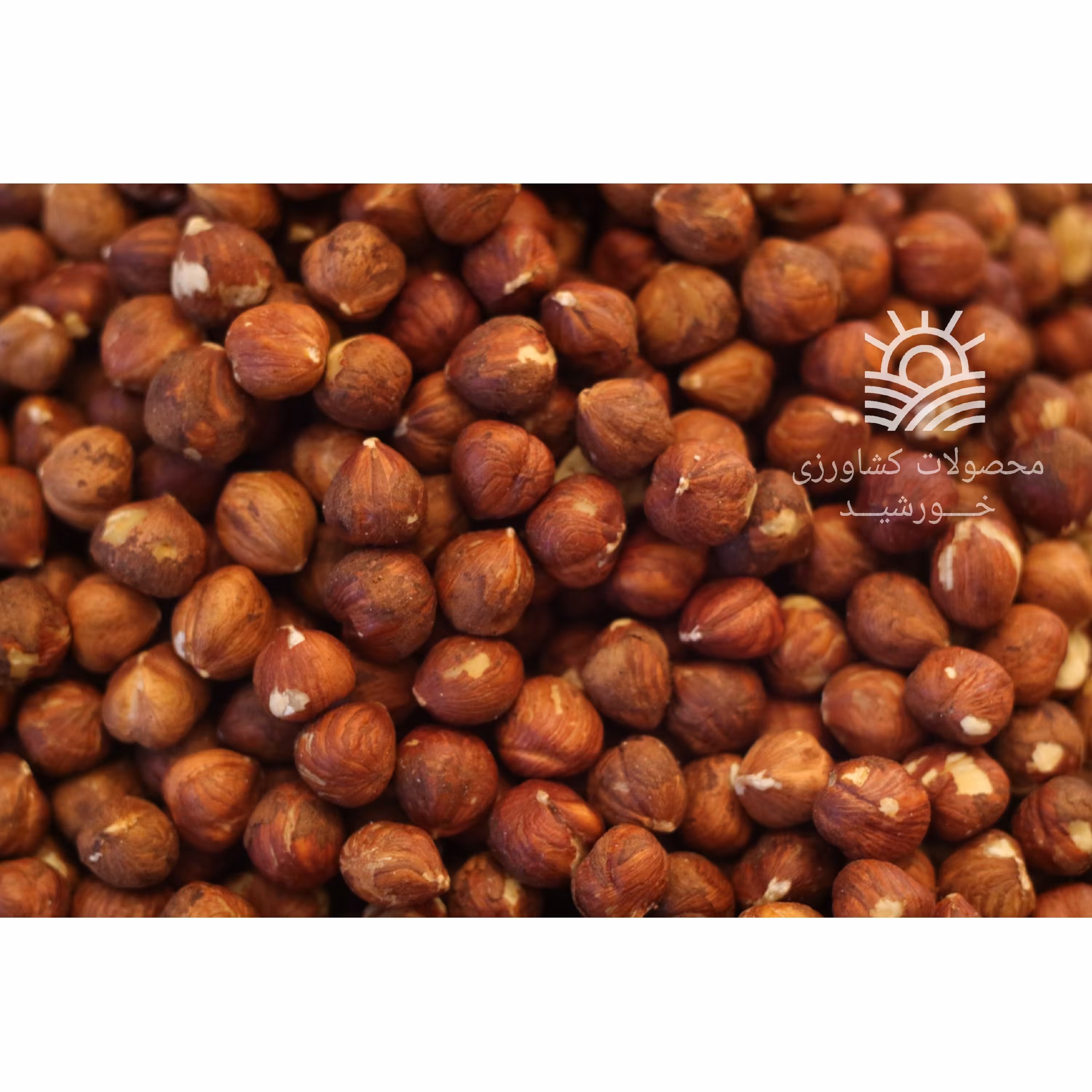 مغز فندق خام اعلا درشت (500 گرم)