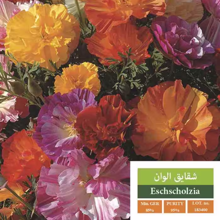 بذر گل شقایق کالیفرنیا بذر طلایی رویان 