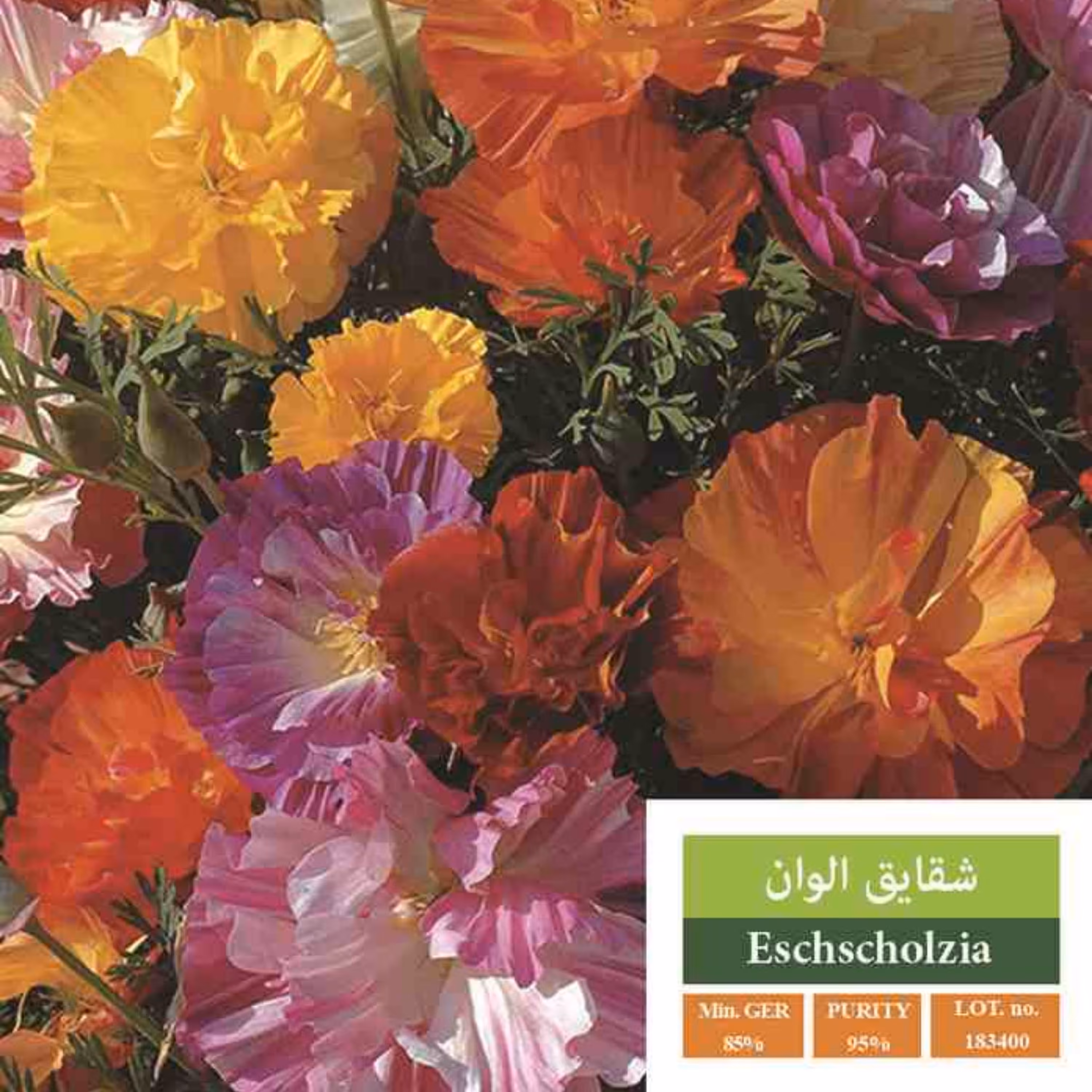 بذر گل شقایق کالیفرنیا بذر طلایی رویان 